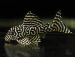 L333 Yellow King Tiger Pleco – Hypancistrus sp.