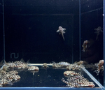 L333 Yellow King Tiger Pleco – Hypancistrus sp.