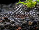 L333 Yellow King Tiger Pleco – Hypancistrus sp.
