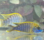 Lemon Jake Peacock Cichlid