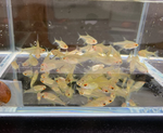 Lemon Tetra