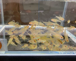 Lemon Tetra