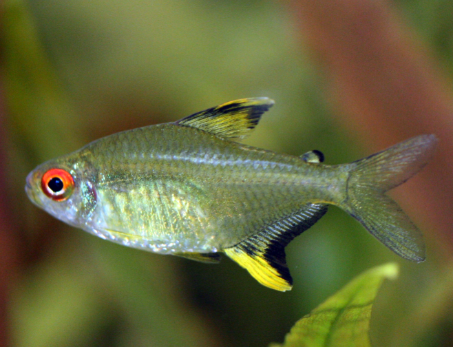 Lemon Tetra