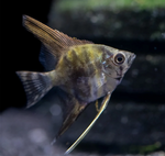 Leopard Angelfish – Pterophyllum sp.