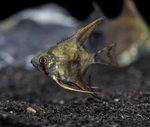 Leopard Angelfish – Pterophyllum sp.