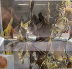Leopard Angelfish – Pterophyllum sp.