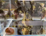 Leopard Angelfish – Pterophyllum sp.