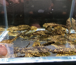 Leopard Sailfin Pleco – Pterygoplichthys gibbiceps