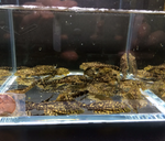 Leopard Sailfin Pleco – Pterygoplichthys gibbiceps