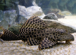 Leopard Sailfin Pleco – Pterygoplichthys gibbiceps