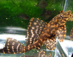 Leopard Sailfin Pleco – Pterygoplichthys gibbiceps