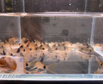 Longfin Panda Cory – Hoplisoma panda