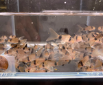 Longfin Panda Cory – Hoplisoma panda