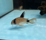 Longfin Panda Cory – Hoplisoma panda