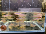 Longfin Zebra Danio – Danio rerio