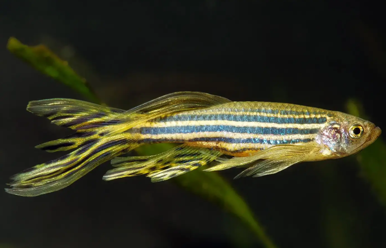 Longfin Zebra Danio – Danio rerio