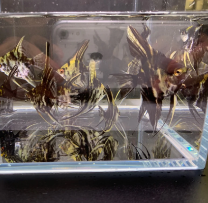 Marble Angelfish – Pterophyllum scalare