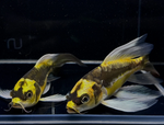 Mayan Butterfly Koi (4–5")