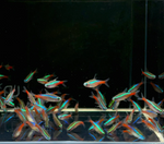 Neon Tetra