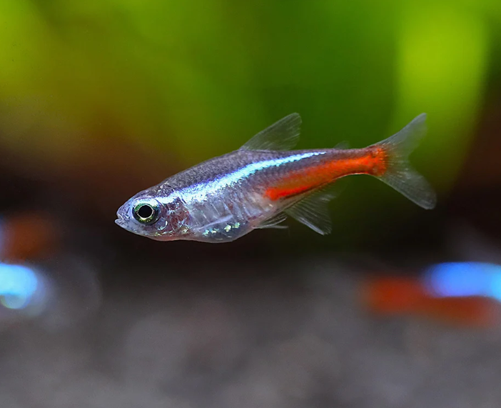Neon Tetra
