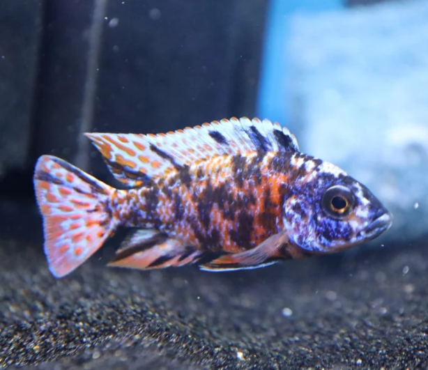 OB Peacock Cichlid – Approx. 2in