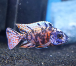 OB Peacock Cichlid – Approx. 2in