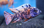OB Peacock Cichlid – Approx. 2in