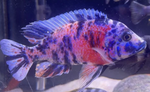 OB Peacock Cichlid – Approx. 2in