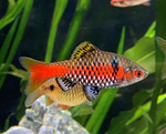 Odessa Barb – Pethia padamya