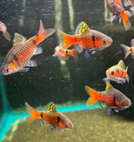 Odessa Barb – Pethia padamya