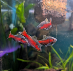 Odessa Barb – Pethia padamya