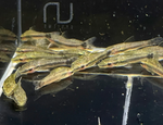 Otocinclus – Algae Eater