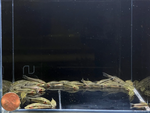Otocinclus – Algae Eater