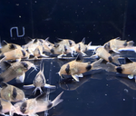 Panda Cory – Corydoras panda