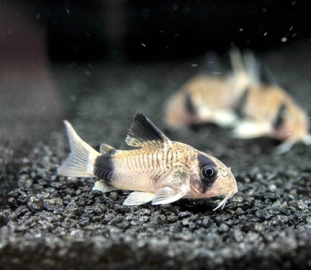 Panda Cory – Corydoras panda