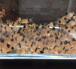 Panda Cory – Corydoras panda