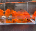 Persimmon Parrot Cichlid (Grade A)