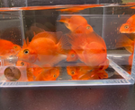 Persimmon Parrot Cichlid (Grade A)