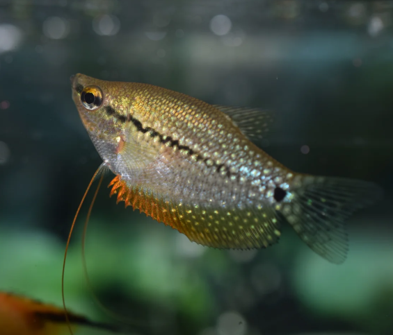 Pearl Gourami