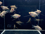 Pearl Gourami