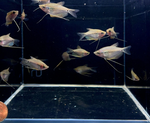 Pearl Gourami