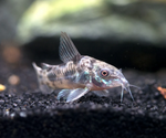 Peppered Cory – Corydoras paleatus