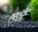 Peppered Cory – Corydoras paleatus