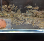 Peppered Cory – Corydoras paleatus