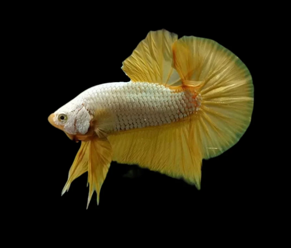 Plakat Betta – Male (Assorted)