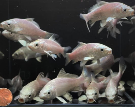 Platinum Ogon Koi (3")
