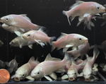 Platinum Ogon Koi (3")