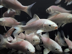 Platinum Ogon Koi (3")
