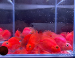 Purple Parrot Cichlid (Grade A) 2.5"