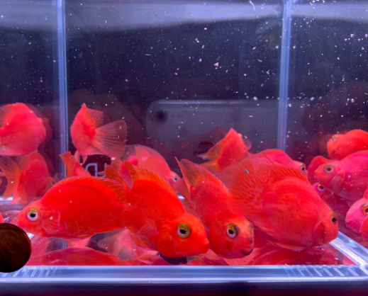 Purple Parrot Cichlid (Grade A) 2.5"